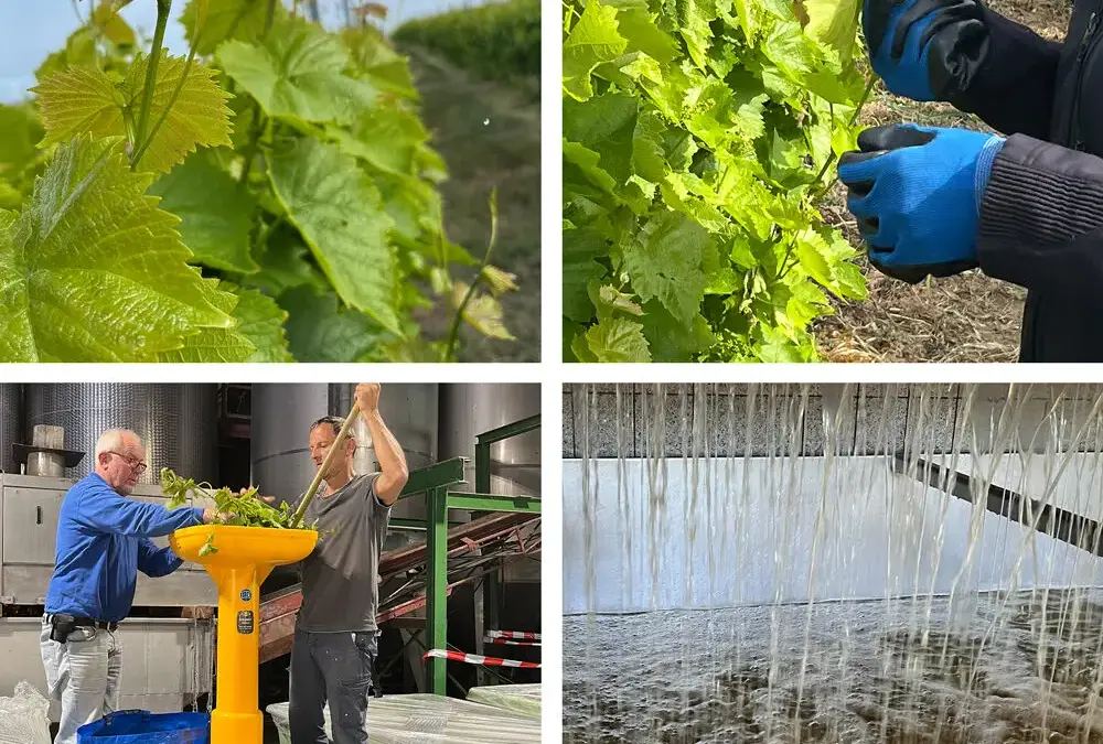 Laubsache mit Geschmack